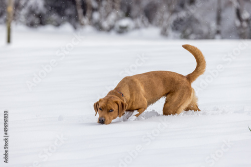 brown labrador retriever dog walking in snow in winter forest