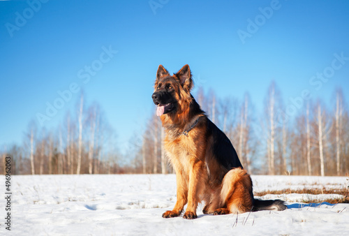 German shepherd dog sitting against the backdrop of a winter landscape, blue sky. © наталья саксонова