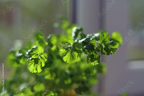 Fresh green coriander growing up in a pot placed indoors on a white windowsill in spring