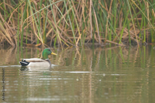 Mallard duck male drake swimming on the water
