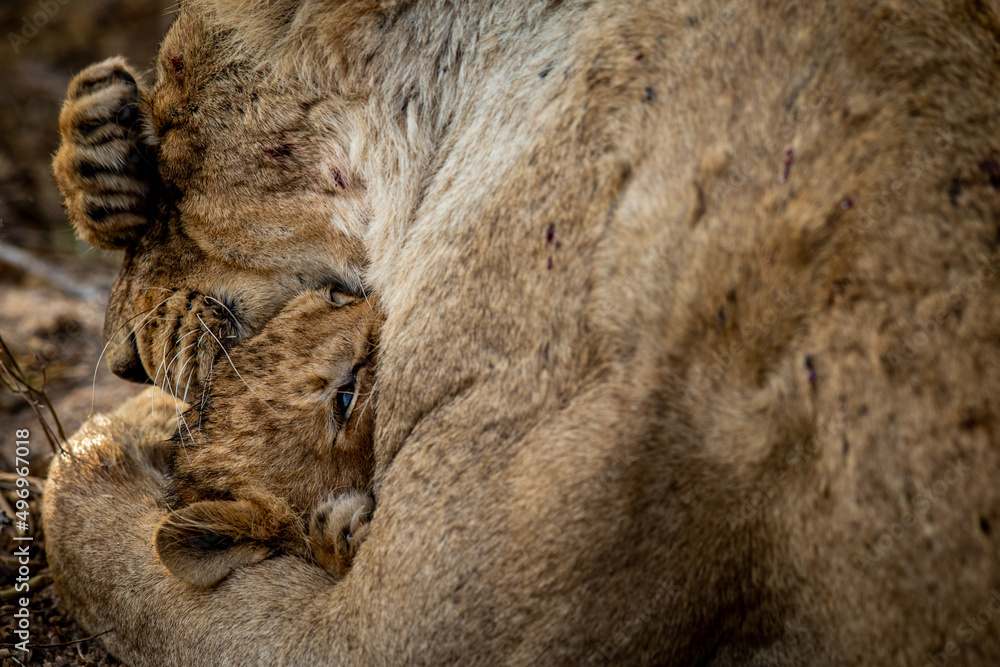Fototapeta premium Lion cub cuddling with his mother.