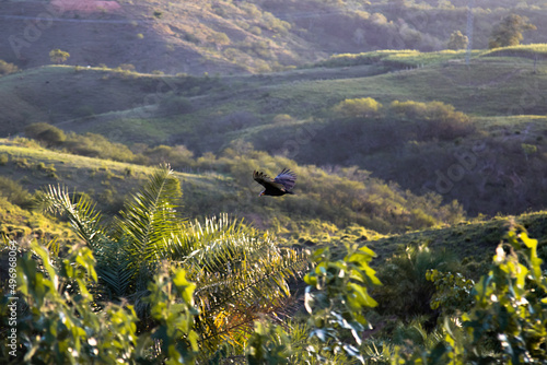 Falcon flying over a beautiful rural landscape of valleys and mountains with a gradient of colors from green.  Bird's high altitude view.