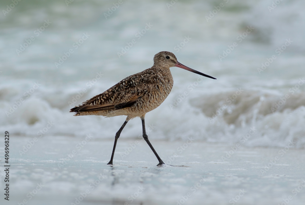A marbled godwit walking the shoreline with waves crashing behind it. A marbled godwit walking the shoreline with waves crashing behind it.