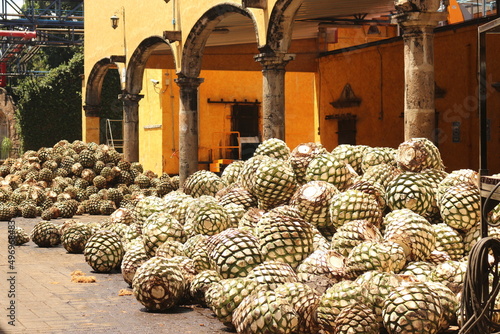 Tequila agave photo