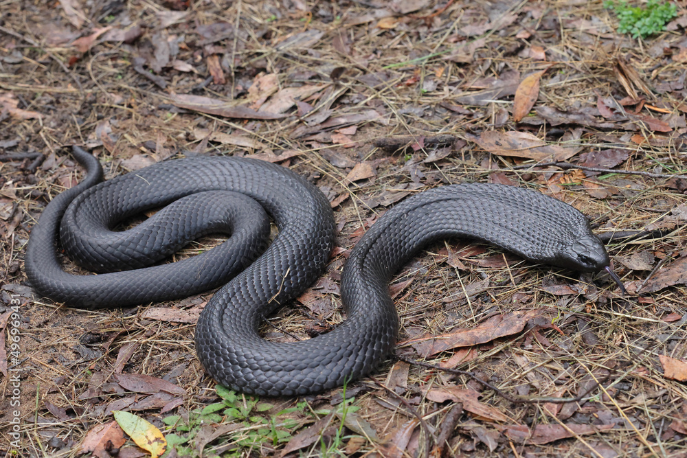 Australian highly venomous Blue-bellied Black Snake Australian highly venomous Blue-bellied Black Snake