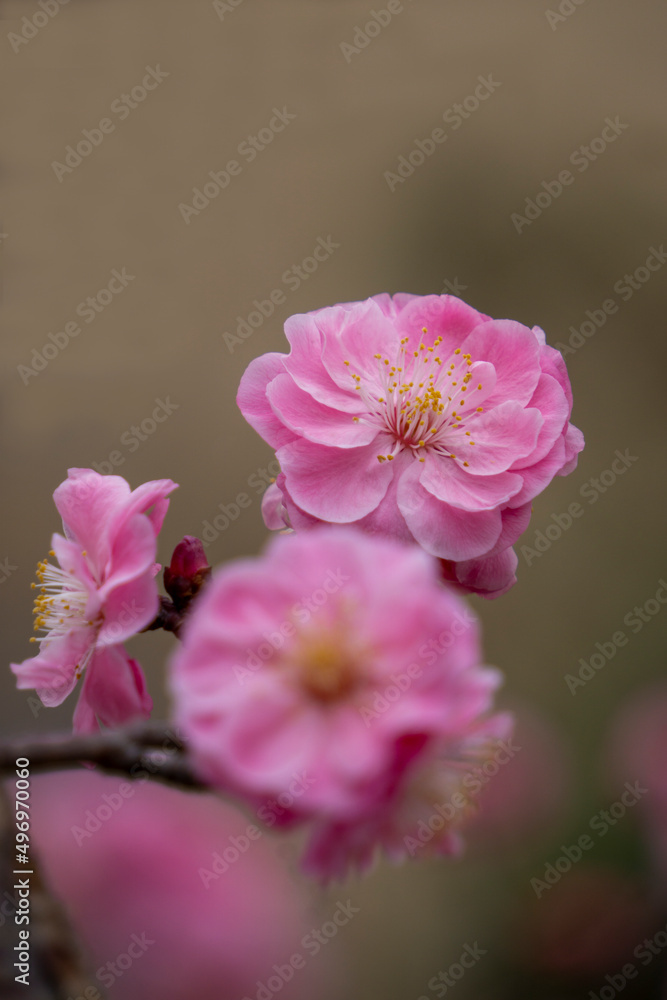Pink plum blossom blooming in spring Pink plum blossom blooming in spring