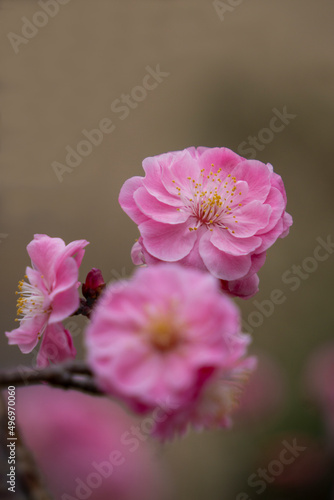 Pink plum blossom blooming in spring