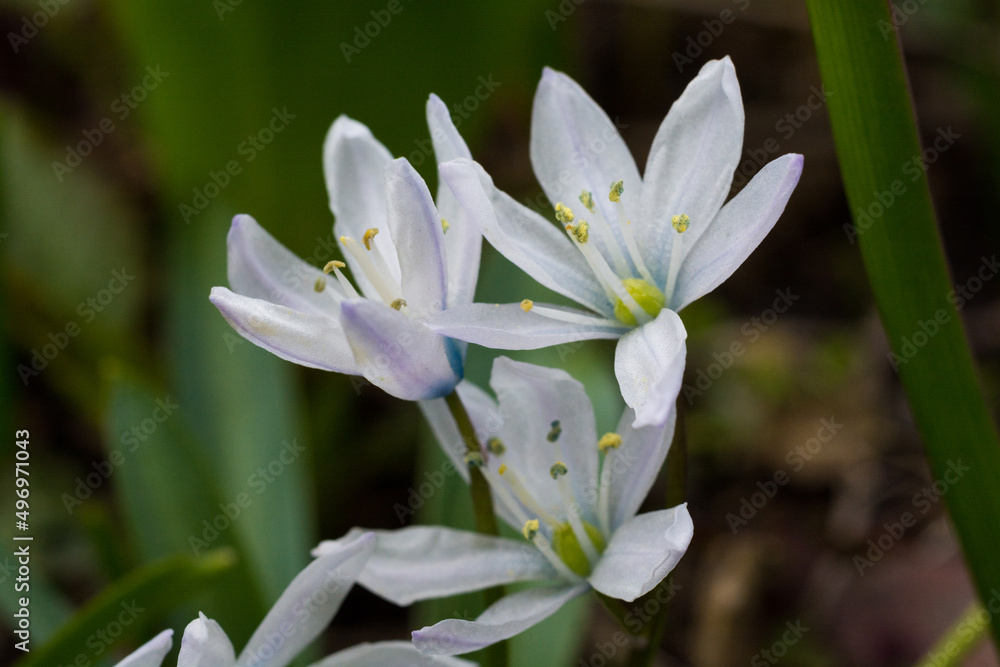 Obraz premium 春の庭の白いカワイイ花 シラー 