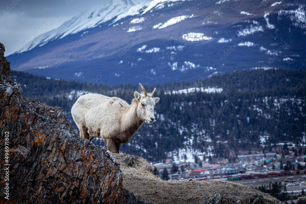 Fototapeta premium Goat in the mountains