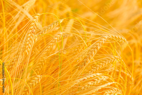 Ripe wheat.Spikelets of ripe yellow wheat close-up. golden wheat ears.Wheat harvest.Bakery materials. Production of flour and flour products