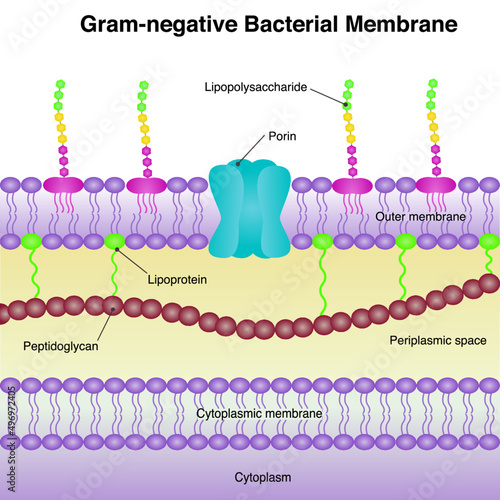 Gram-negative Bacterial Membrane diagram photo