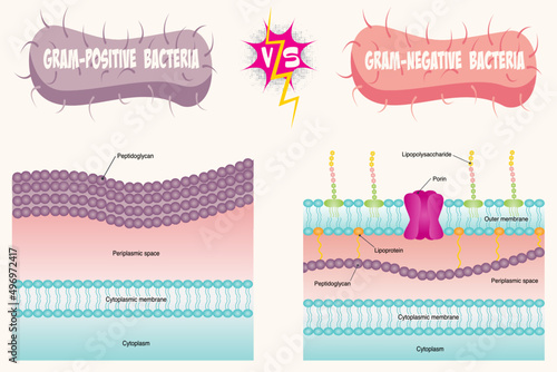 Gram-positive versus Gram-negative Bacterial Membrane Diagram photo