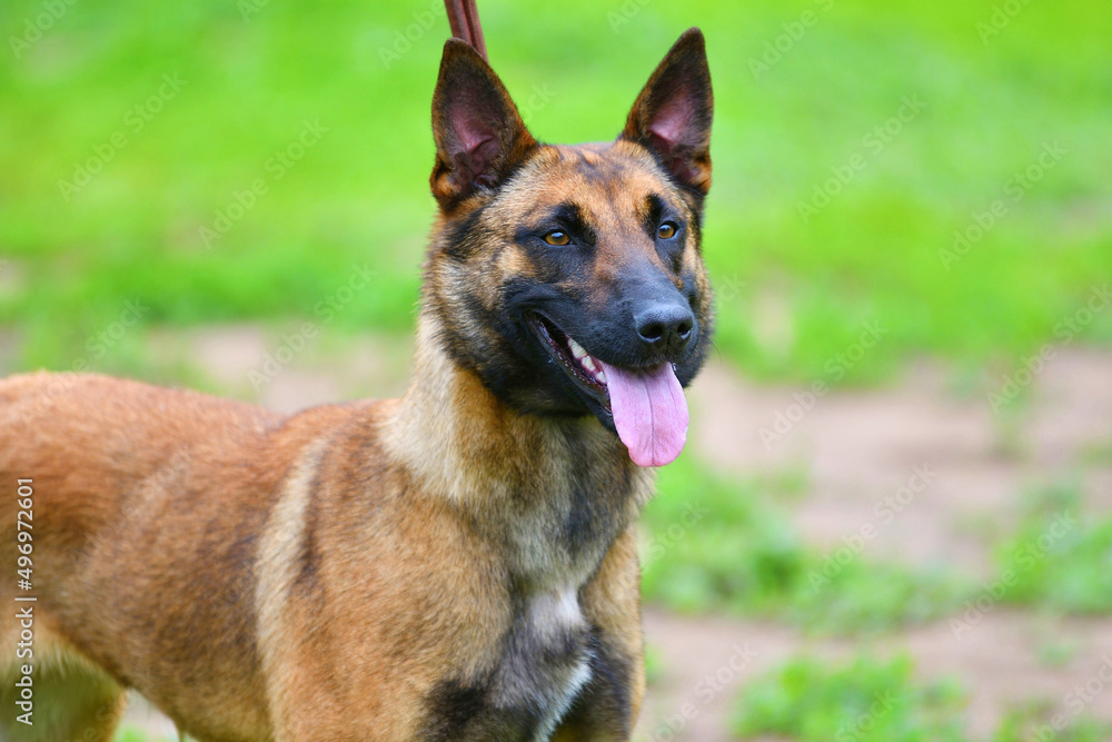 Dog Breed Belgian Shepherd Malinois (shorthair) on a walk on a summer day Dog Breed Belgian Shepherd Malinois (shorthair) on a walk on a summer day