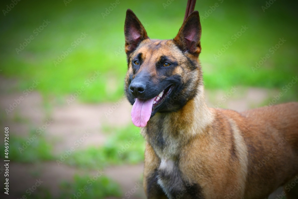 Dog Breed Belgian Shepherd Malinois (shorthair) on a walk on a summer day 