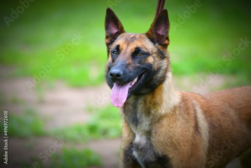 Fotografie Dog Breed Belgian Shepherd Malinois (shorthair) on a walk on a summer day