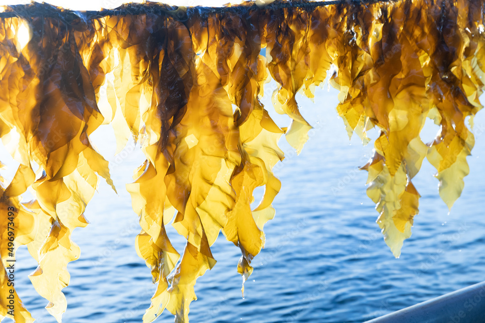 Seaweed Fresh from the Ocean Water - obrazy, fototapety, plakaty 