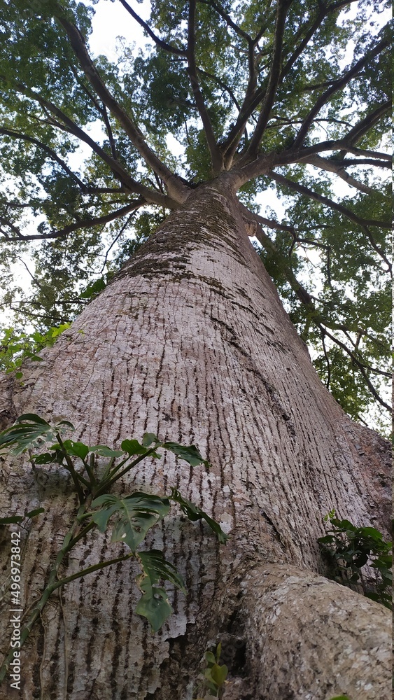 Árbol gigante Árbol gigante