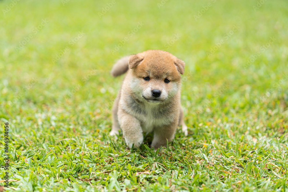 Japanese puppy hot sale