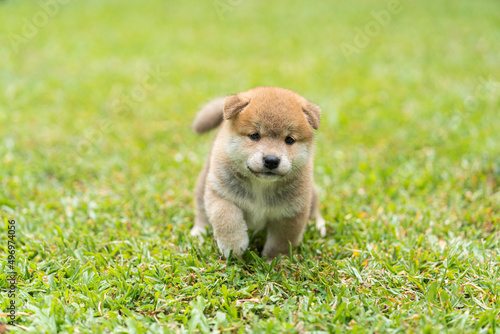 Puppy Shiba inu running in the grass. Japanese dog of japanese breed inu running fast in a green field. Beautiful Red baby Shiba Inu Dog Outdoor.