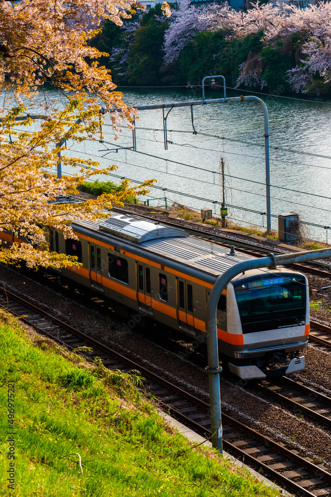 Naklejka premium サクラと電車