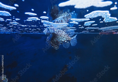 Photo of a lionfish at the water's surface, with a reflection. photo