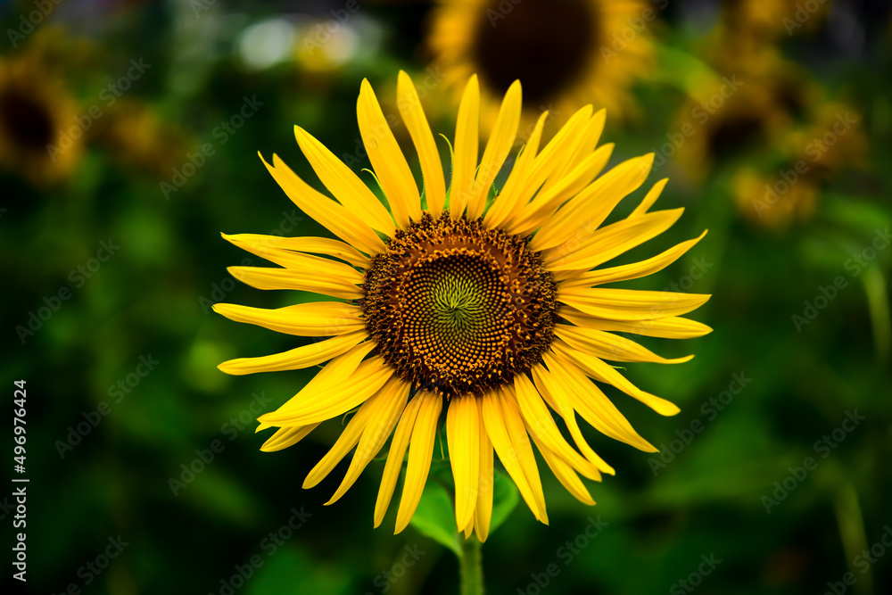 Sunflowers in the garden, full bloom and some bee collect pollen on the flowers Sunflowers in the garden, full bloom and some bee collect pollen on the flowers