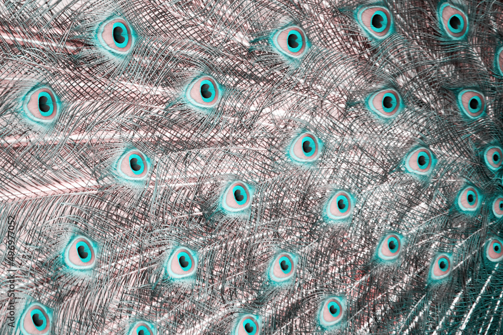 Obraz premium Unusual texture of colored peacock. Animals and colors backgrounds