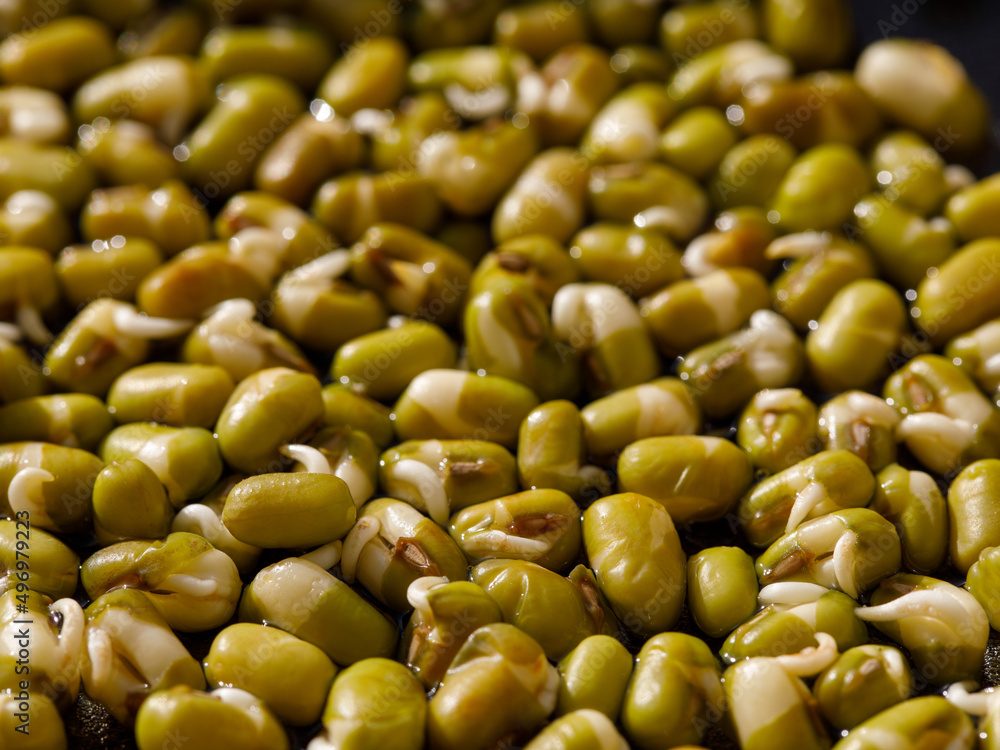 Mung bean sprouts. Sprouting Microgreens. Seed Germination at home. Vegan and healthy eating concept. Sprouted bean Seeds, Micro greens. Growing sprouts. Green living concept. Organic food. Full frame Mung bean sprouts. Sprouting Microgreens. Seed Germination at home. Vegan and healthy eating concept. Sprouted bean Seeds, Micro greens. Growing sprouts. Green living concept. Organic food. Full frame