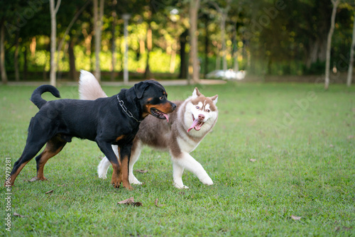 Two dogs of different breed - Rottweiler and Alaskan Malamute in the park. Dog socialize concept.

