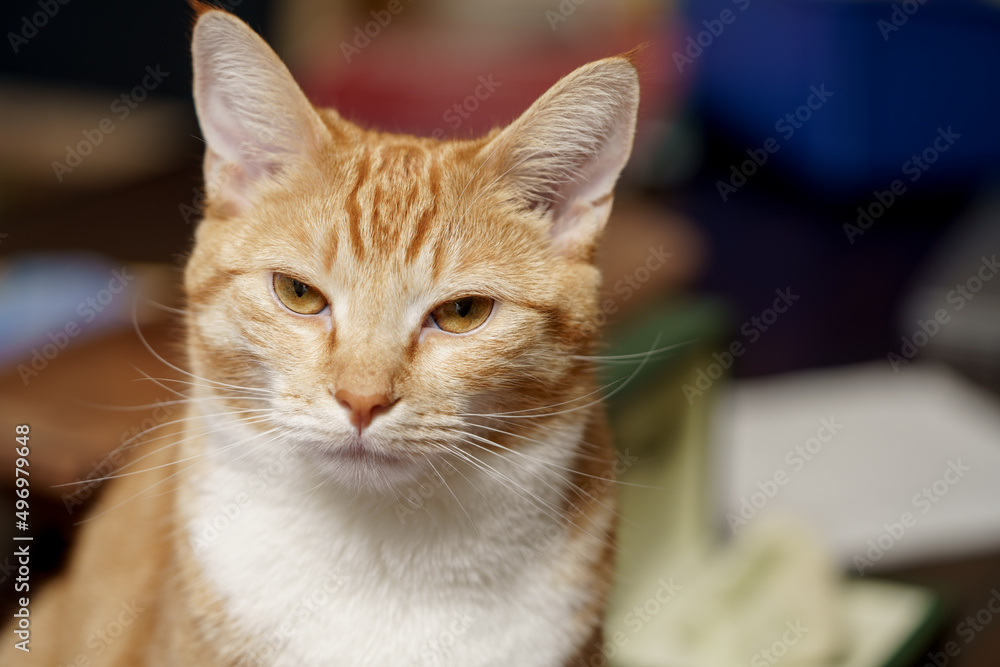 Photo of a 1 year old orange tabby cat Photo of a 1 year old orange tabby cat