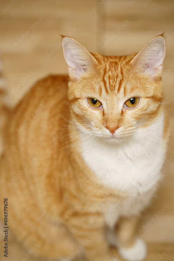 Photo of a 1 year old orange tabby cat Photo of a 1 year old orange tabby cat