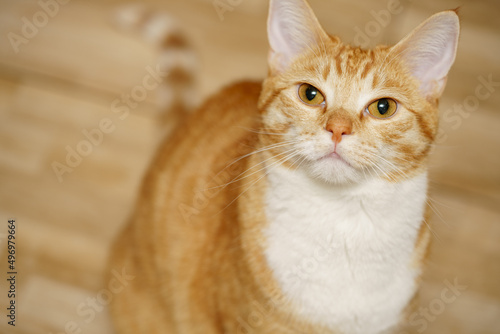 Fotografie Photo of a 1 year old orange tabby cat