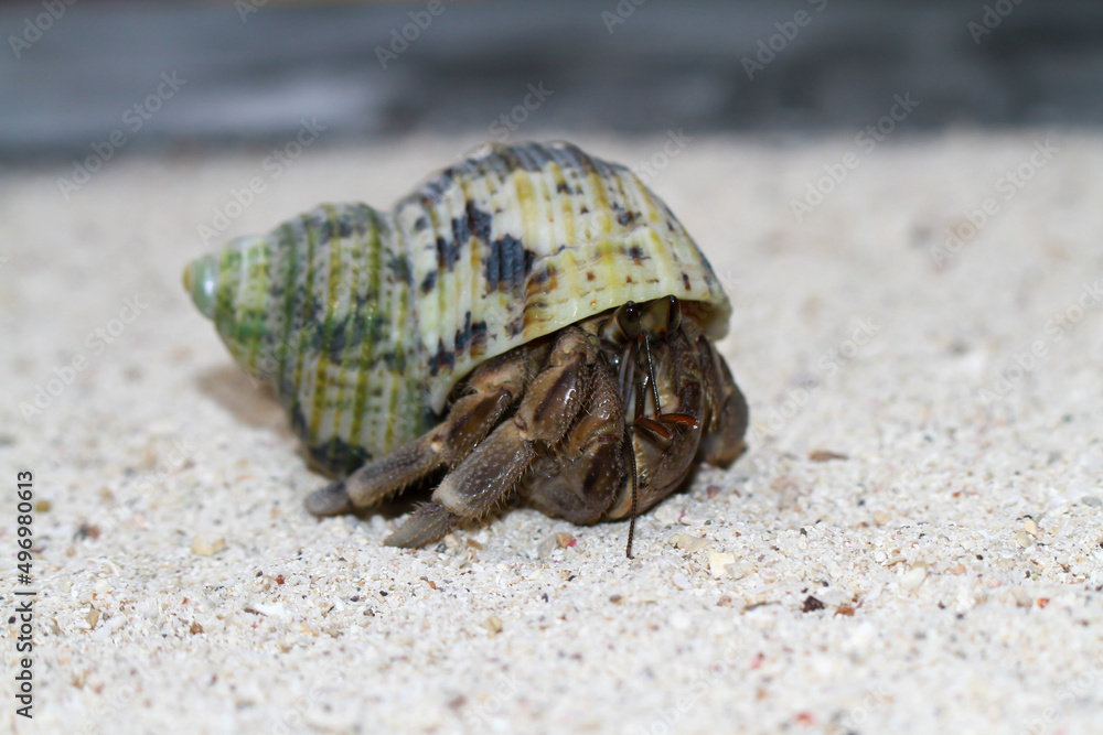 Hermit Crab, common name in Indonesia is Kelomang