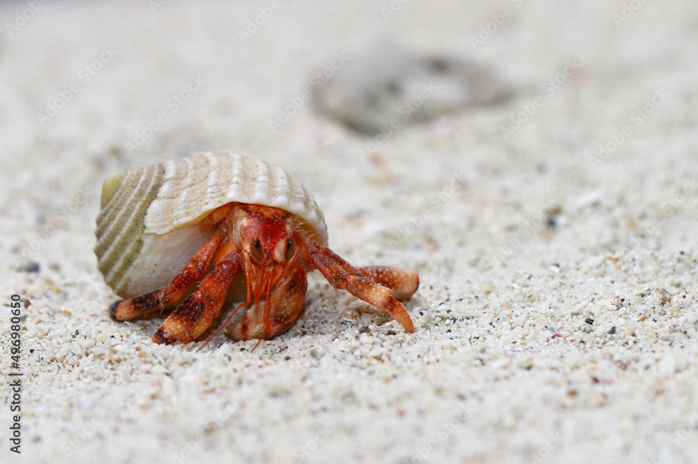 Hermit Crab, common name in indonesia is kelomang Hermit Crab, common name in indonesia is kelomang