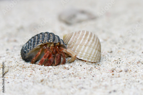 Hermit Crab, common name in Indonesia is Kelomang