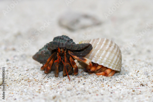 Fototapet Hermit Crab, common name in Indonesia is Kelomang