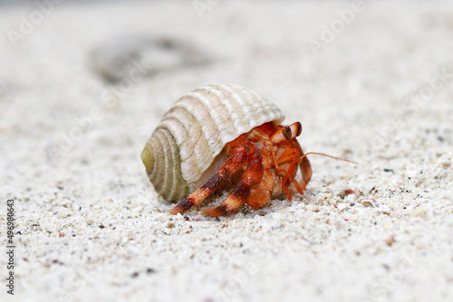 Hermit Crab, common name in Indonesia is Kelomang