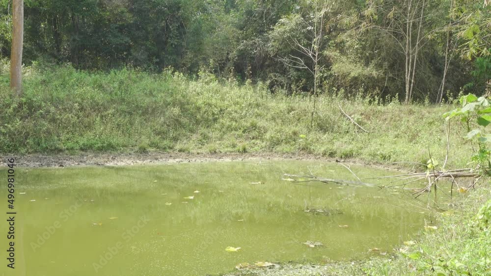Slow zoom out from butterflies dancing over a small jungle watering hole. Filmed in Kaeng Krachan National Park, Thailand. Slow zoom out from butterflies dancing over a small jungle watering hole. Filmed in Kaeng Krachan National Park, Thailand.