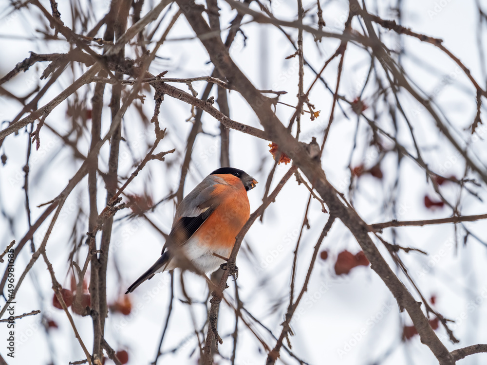 Bullfinch sits on a branch and eats small red apples. The Eurasian or common bullfinch, pyrrhula pyrrhula Bullfinch sits on a branch and eats small red apples. The Eurasian or common bullfinch, pyrrhula pyrrhula