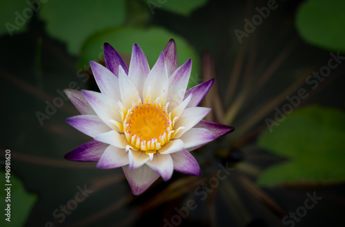 A single purple-white lotus flower with yellow pollen and green lotus leaves backgrounds is blooming in the pool. Water lily.