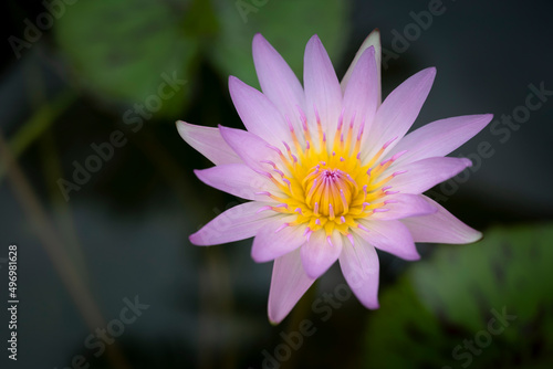 A single soft pink lotus flower with yellow pollen and green lotus leaves backgrounds is blooming in the pool. Water lily.