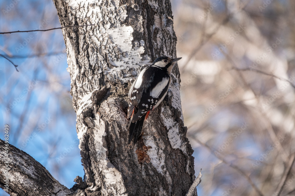 Little woodpecker sits on a tree trunk. The great spotted woodpecker, Dendrocopos major Little woodpecker sits on a tree trunk. The great spotted woodpecker, Dendrocopos major