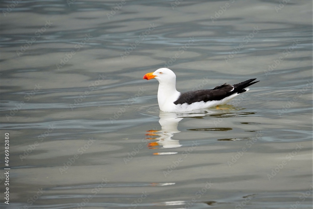 Western gull swimming in lake