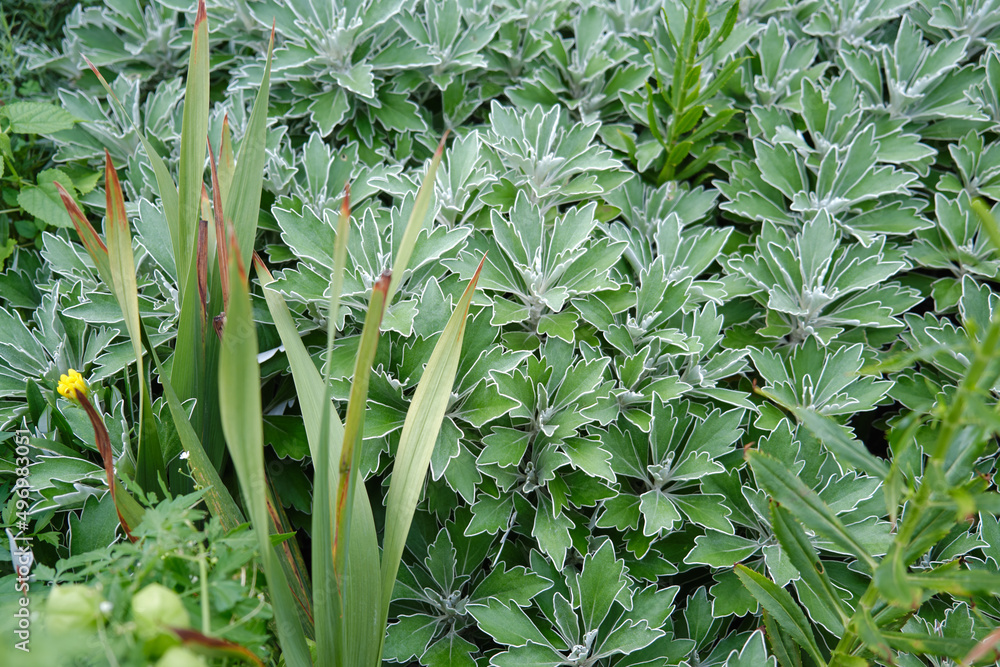 Obraz premium 植物