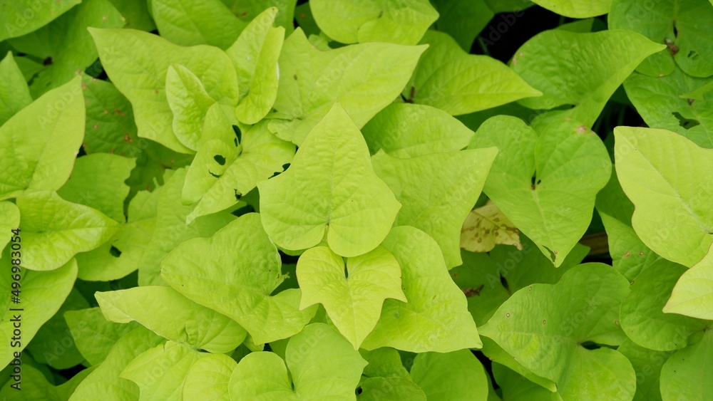 Sweet potato vine (Ipomoea batatas) is an ornamental warm-season annual grown for its attractive leaves and vining habit. The foliage lends a tropical feel to the garden Sweet potato vine (Ipomoea batatas) is an ornamental warm-season annual grown for its attractive leaves and vining habit. The foliage lends a tropical feel to the garden
