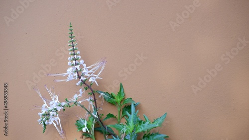 Canvas Print Orthosiphon aristatus known as kumis kucing in Indonesia and misai kucing and co