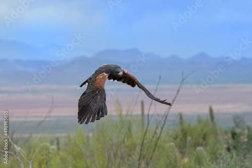 Harris s Hawks in Flight over the Arizona Sonoran Desert