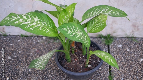 Dieffenbachia amoena in black pot  photo