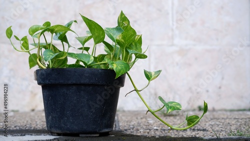 Epipremnum aureum known as devil's ivy, devil's vine, golden pothos, Ceylon creeper, hunter's robe, ivy arum, house plant, money plant, silver vine, Solomon Islands ivy, marble queen, and taro vine