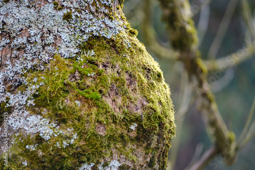 gelb grünes frisches Moos an der Rinde eines Baumes im Frühling photo